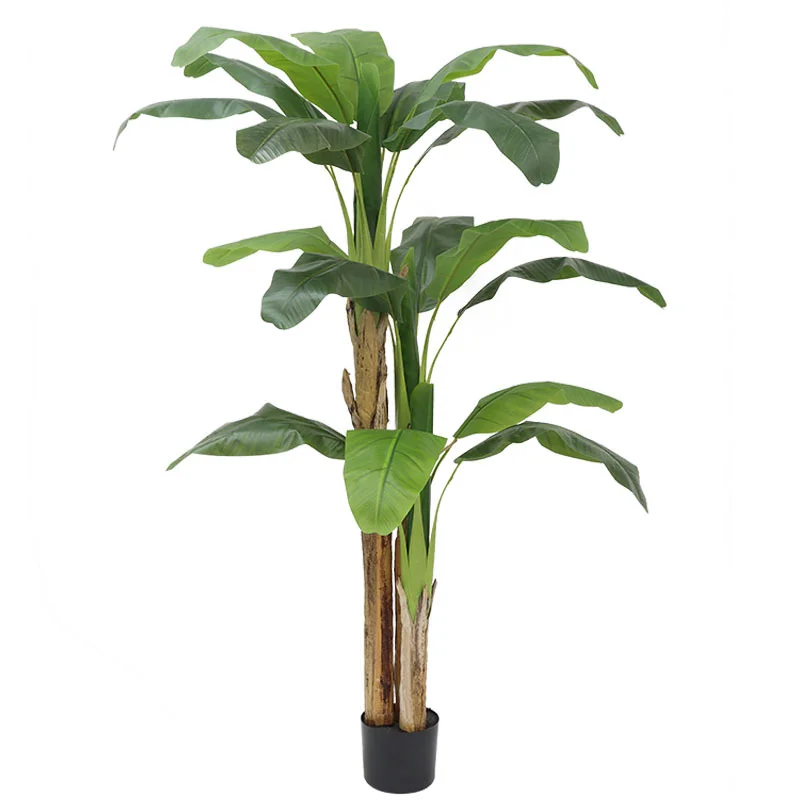 180cm/210cm Large Banana Tree  - Bonsai Garden Restaurant review and price
