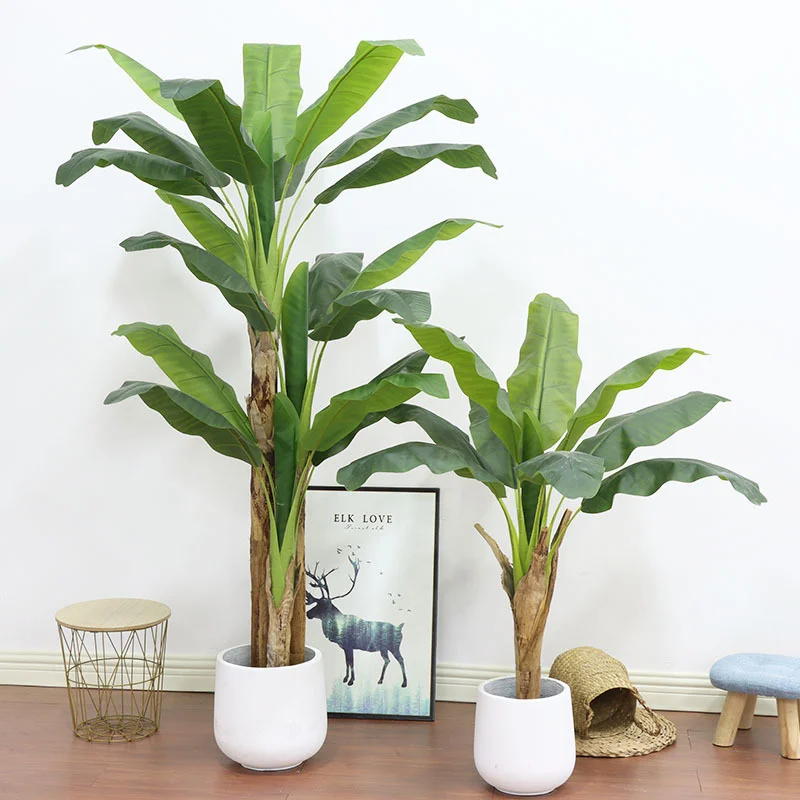 180cm/210cm Large Banana Tree  - Bonsai Garden Restaurant review and price