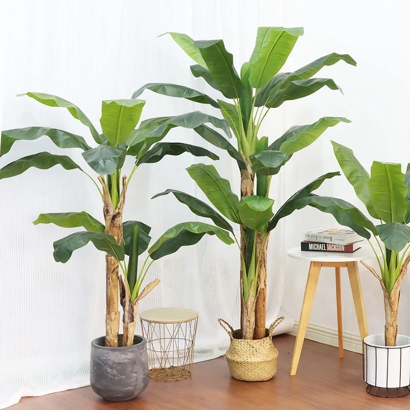 180cm/210cm Large Banana Tree  - Bonsai Garden Restaurant review and price